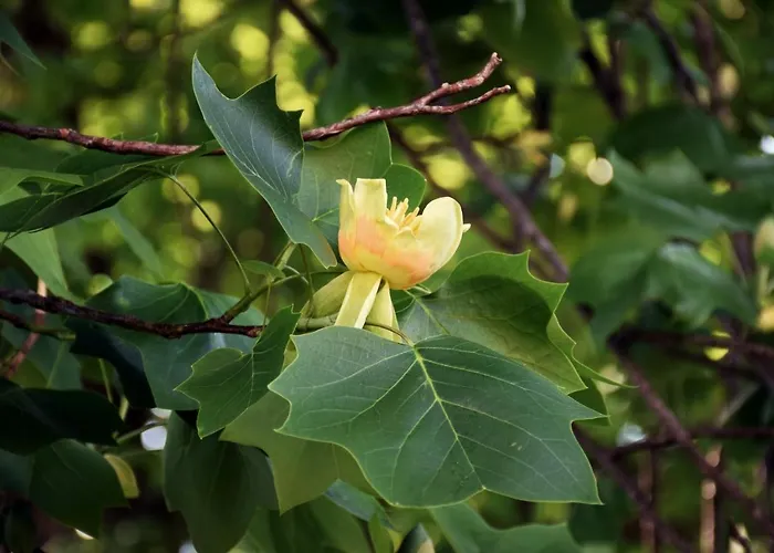 Hotel Dvorec Rakican